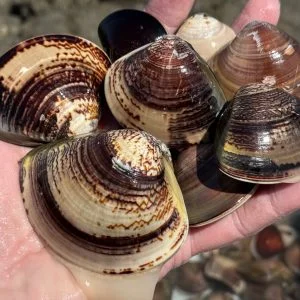 無料壁紙 2025年の潮干狩りでとれたハマグリ。PCとデスクトップ壁紙に最適な4K高画質の無料壁紙。三重県津市の御殿場海岸で撮影したフリー写真素材