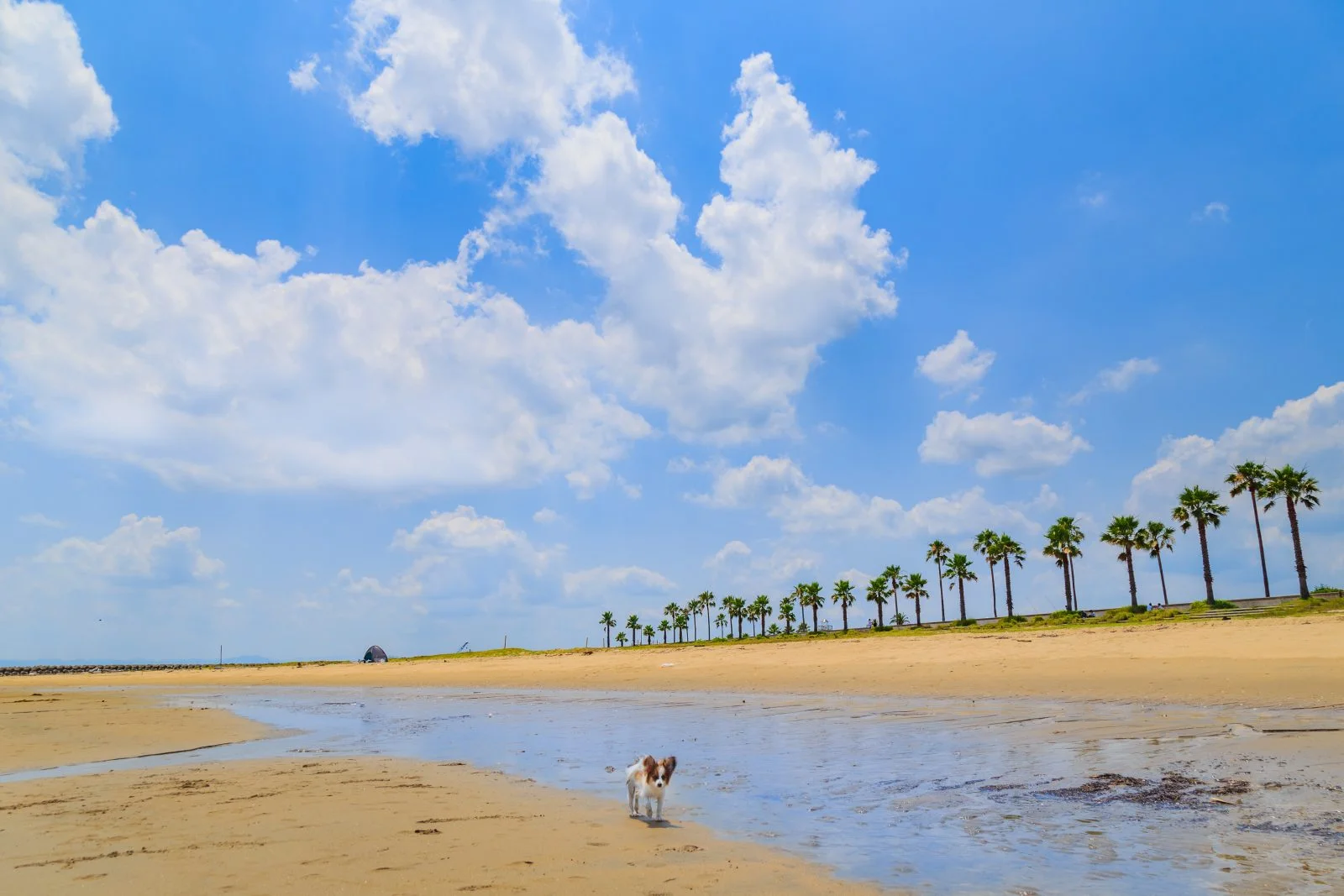 無料壁紙 夏雲。PCとデスクトップ壁紙に最適な4K高画質の無料壁紙。三重県津市のマリーナ河芸で撮影したフリー写真素材