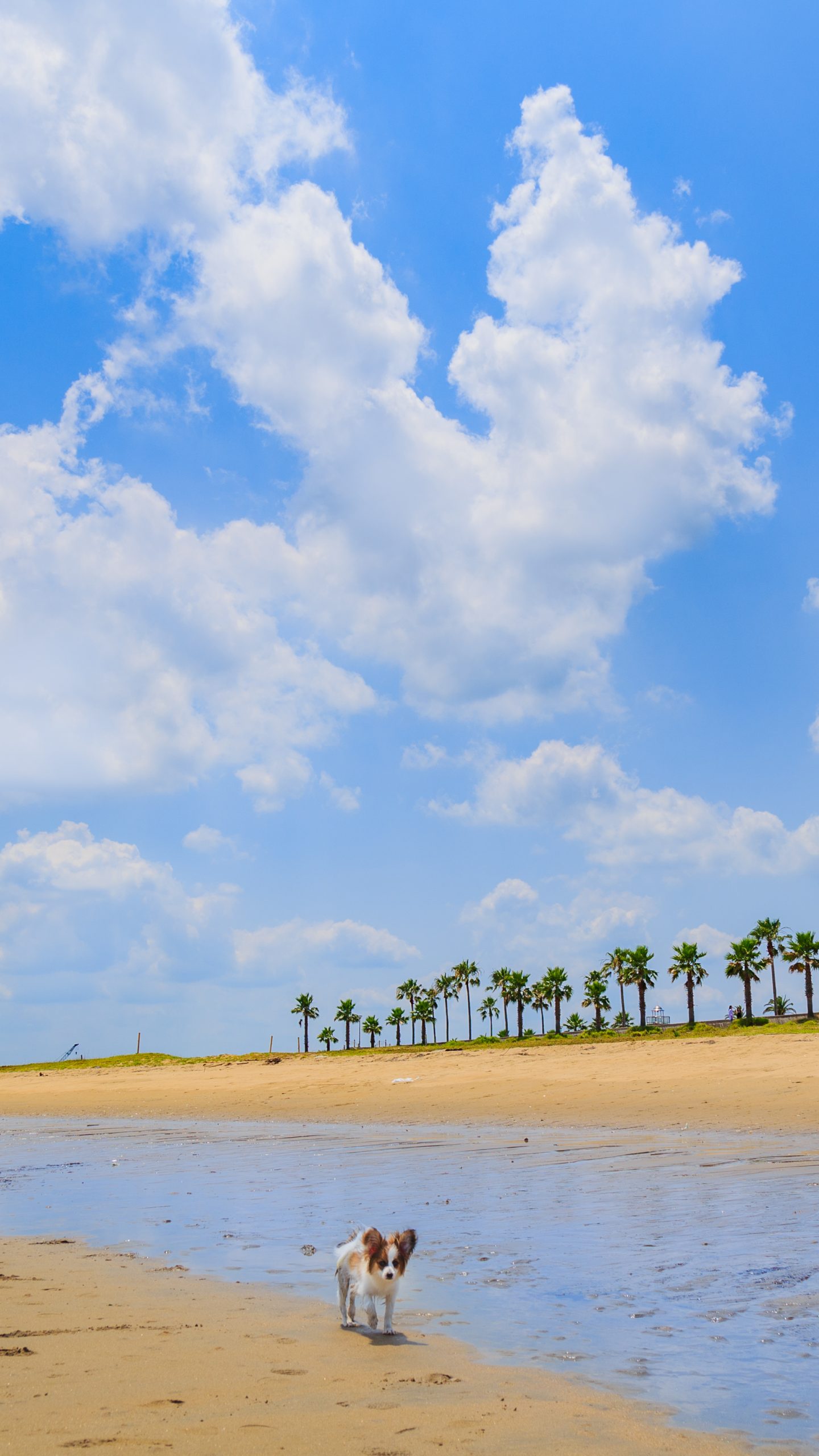 無料壁紙 夏雲。PCとデスクトップ壁紙に最適な4K高画質の無料壁紙。三重県津市のマリーナ河芸で撮影したフリー写真素材
