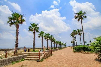 無料壁紙 立ち並ぶヤシの木。PCとデスクトップ壁紙に最適な4K高画質の無料壁紙。三重県津市のマリーナ河芸で撮影したフリー写真素材