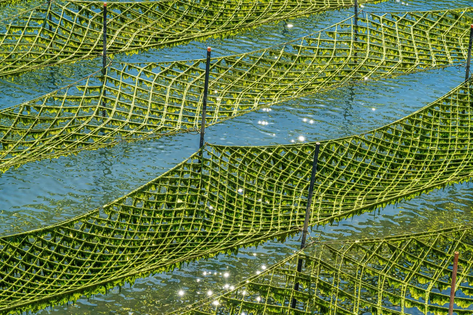 無料壁紙 きらめくあおさ海苔。PCとデスクトップ壁紙に最適な4K高画質の無料壁紙。三重県南伊勢町の内瀬湾のあおさで撮影したフリー写真素材