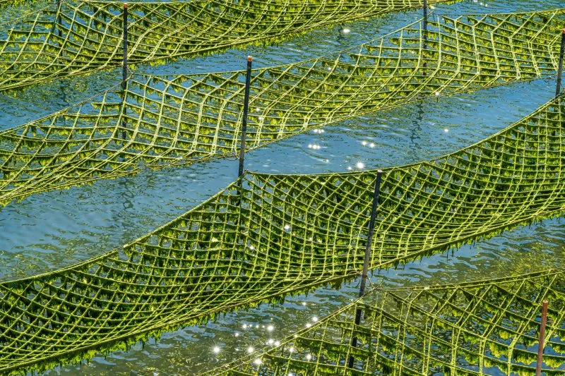 無料壁紙 きらめくあおさ海苔。PCとデスクトップ壁紙に最適な4K高画質の無料壁紙。三重県南伊勢町の内瀬湾のあおさで撮影したフリー写真素材