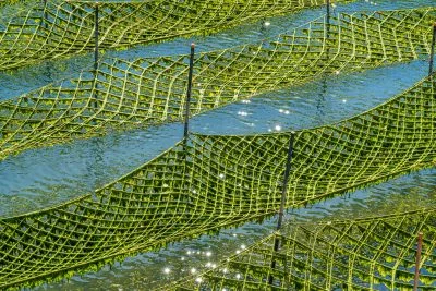 無料壁紙 きらめくあおさ海苔。PCとデスクトップ壁紙に最適な4K高画質の無料壁紙。三重県南伊勢町の内瀬湾のあおさで撮影したフリー写真素材