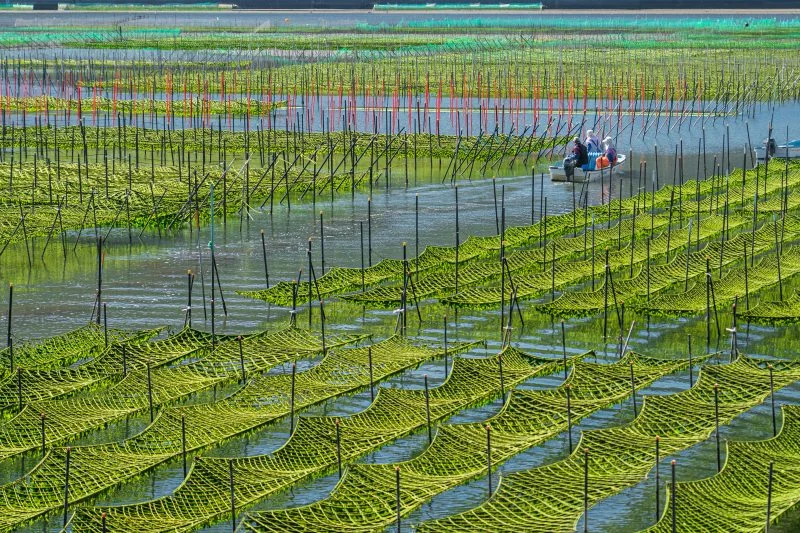 無料壁紙 あおさの収穫光景。PCとデスクトップ壁紙に最適な4K高画質の無料壁紙。三重県南伊勢町の内瀬湾のあおさで撮影したフリー写真素材