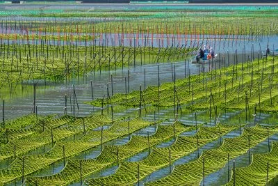 無料壁紙 あおさの収穫光景。PCとデスクトップ壁紙に最適な4K高画質の無料壁紙。三重県南伊勢町の内瀬湾のあおさで撮影したフリー写真素材