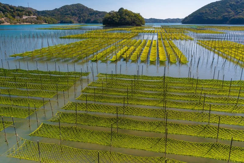 無料壁紙 内瀬湾のあおさ養殖。PCとデスクトップ壁紙に最適な4K高画質の無料壁紙。三重県南伊勢町の内瀬湾のあおさで撮影したフリー写真素材