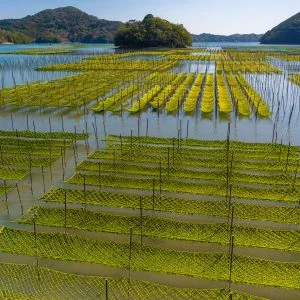 内瀬湾のあおさのフリー素材・壁紙