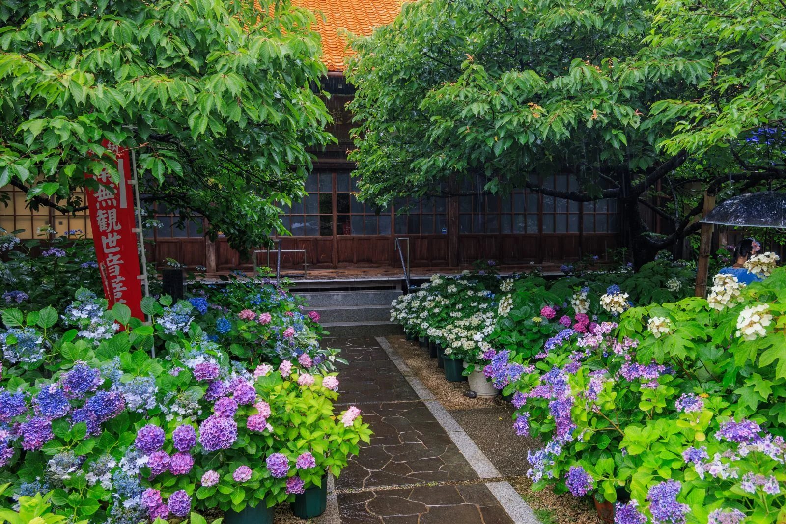 無料壁紙 本堂近くの紫陽花。PCとデスクトップ壁紙に最適な4K高画質の無料壁紙。三重県志摩市の大慈寺で撮影したフリー写真素材