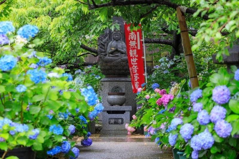 無料壁紙 紫陽花が続く小道。PCとデスクトップ壁紙に最適な4K高画質の無料壁紙。三重県志摩市の大慈寺で撮影したフリー写真素材