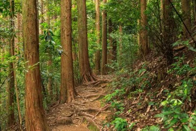 無料壁紙 風穴へ続く遊歩道がもはや登山道。PCとデスクトップ壁紙に最適な4K高画質の無料壁紙。三重県志摩市の天の岩戸（恵利原の水穴）で撮影したフリー写真素材