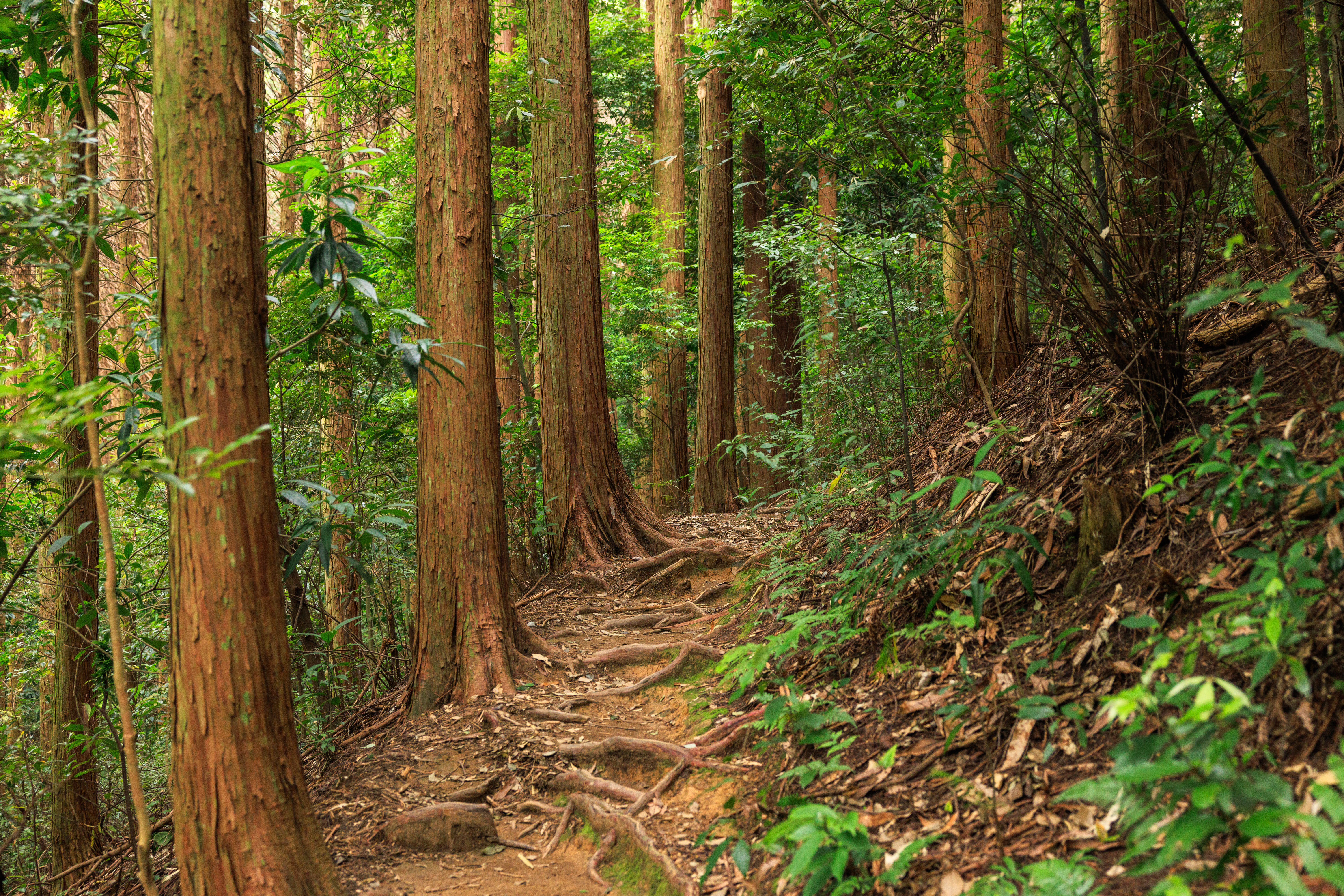 無料壁紙 風穴へ続く遊歩道がもはや登山道。PCとデスクトップ壁紙に最適な4K高画質の無料壁紙。三重県志摩市の天の岩戸(恵利原の水穴)で撮影したフリー写真素材