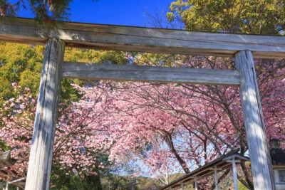 無料壁紙 鳥居から河津桜を見上げる。PCとデスクトップ壁紙に最適な4K高画質の無料壁紙。三重県尾鷲市の尾鷲神社で撮影したフリー写真素材