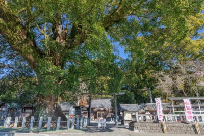 無料壁紙 楠木と社殿。PCとデスクトップ壁紙に最適な4K高画質の無料壁紙。三重県尾鷲市の尾鷲神社で撮影したフリー写真素材