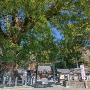 無料壁紙 楠木と社殿。PCとデスクトップ壁紙に最適な4K高画質の無料壁紙。三重県尾鷲市の尾鷲神社で撮影したフリー写真素材