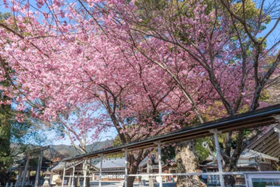 無料壁紙 参道から河津桜を見上げる。PCとデスクトップ壁紙に最適な4K高画質の無料壁紙。三重県尾鷲市の尾鷲神社で撮影したフリー写真素材