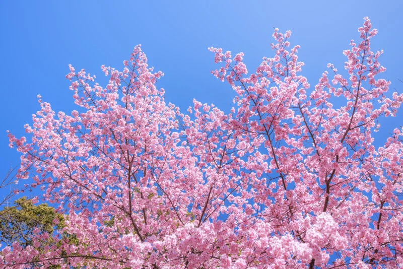 無料壁紙 青空に向かって咲く河津桜。PCとデスクトップ壁紙に最適な4K高画質の無料壁紙。三重県尾鷲市の尾鷲神社で撮影したフリー写真素材