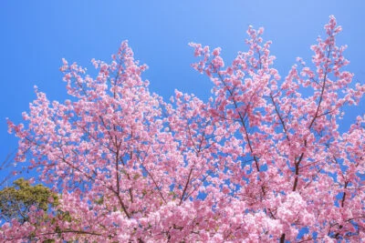 無料壁紙 青空に向かって咲く河津桜。PCとデスクトップ壁紙に最適な4K高画質の無料壁紙。三重県尾鷲市の尾鷲神社で撮影したフリー写真素材