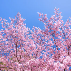 無料壁紙 青空に向かって咲く河津桜。PCとデスクトップ壁紙に最適な4K高画質の無料壁紙。三重県尾鷲市の尾鷲神社で撮影したフリー写真素材