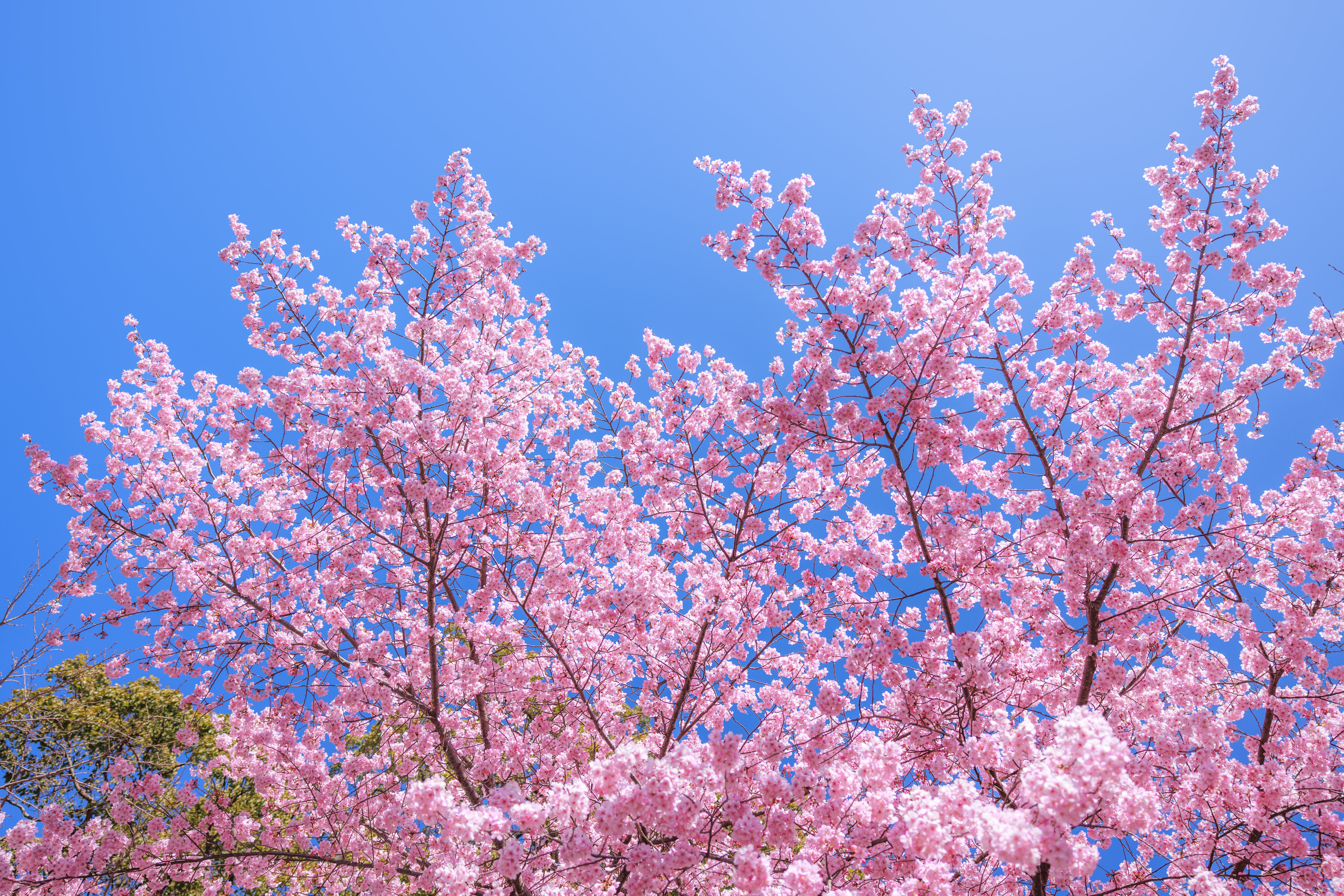 無料壁紙 青空に向かって咲く河津桜。PCとデスクトップ壁紙に最適な4K高画質の無料壁紙。三重県尾鷲市の尾鷲神社で撮影したフリー写真素材