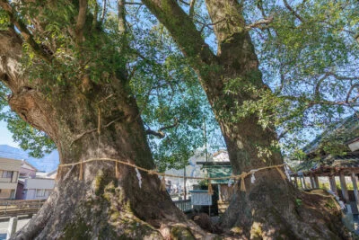 無料壁紙 ２本の楠木。PCとデスクトップ壁紙に最適な4K高画質の無料壁紙。三重県尾鷲市の尾鷲神社で撮影したフリー写真素材