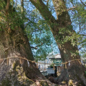 無料壁紙 ２本の楠木。PCとデスクトップ壁紙に最適な4K高画質の無料壁紙。三重県尾鷲市の尾鷲神社で撮影したフリー写真素材