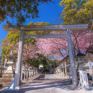 無料壁紙 青空が広がる河津桜の参道。PCとデスクトップ壁紙に最適な4K高画質の無料壁紙。三重県尾鷲市の尾鷲神社で撮影したフリー写真素材