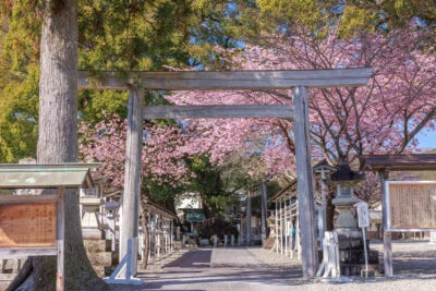 無料壁紙 河津桜の参道と奥に見える楠木。PCとデスクトップ壁紙に最適な4K高画質の無料壁紙。三重県尾鷲市の尾鷲神社で撮影したフリー写真素材