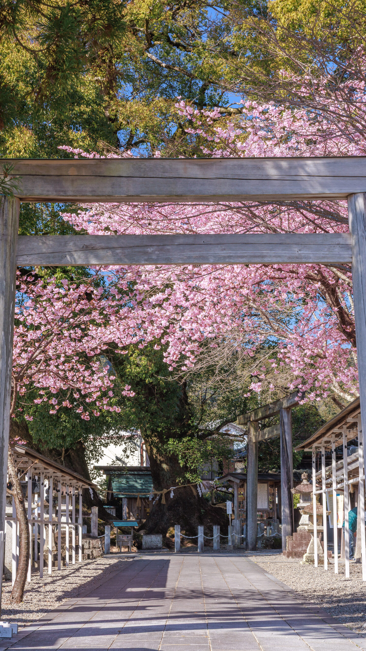 河津桜の参道と奥に見える楠木(三重県尾鷲市・尾鷲神社)