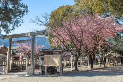 無料壁紙 参道の鳥居と河津桜と尾鷲の山々。PCとデスクトップ壁紙に最適な4K高画質の無料壁紙。三重県尾鷲市の尾鷲神社で撮影したフリー写真素材