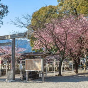 無料壁紙 参道の鳥居と河津桜と尾鷲の山々。PCとデスクトップ壁紙に最適な4K高画質の無料壁紙。三重県尾鷲市の尾鷲神社で撮影したフリー写真素材