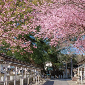 無料壁紙 参道の河津桜と奥に見える楠木。PCとデスクトップ壁紙に最適な4K高画質の無料壁紙。三重県尾鷲市の尾鷲神社で撮影したフリー写真素材