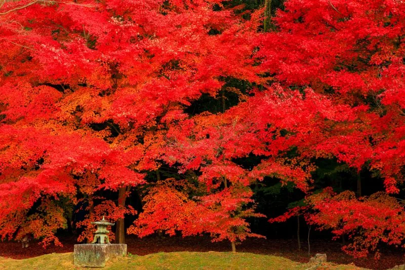 無料壁紙 しだれ紅葉の壁。PCとデスクトップ壁紙に最適な4K高画質の無料壁紙。三重県津市の円光寺で撮影したフリー写真素材