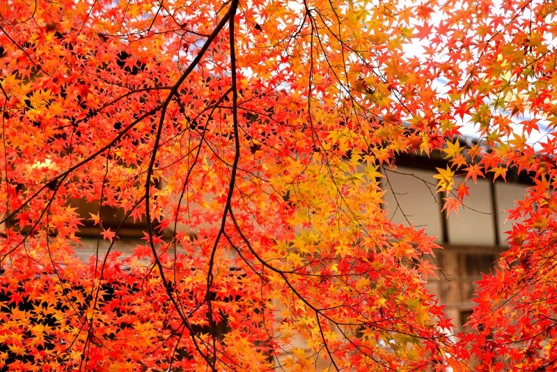 無料壁紙 ハートの紅葉模様。PCとデスクトップ壁紙に最適な4K高画質の無料壁紙。三重県津市の円光寺で撮影したフリー写真素材