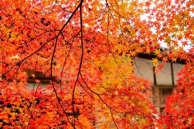 無料壁紙 ハートの紅葉模様。PCとデスクトップ壁紙に最適な4K高画質の無料壁紙。三重県津市の円光寺で撮影したフリー写真素材