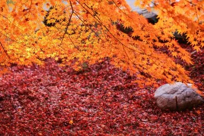 無料壁紙 しだれ紅葉と紅葉のじゅうたん。PCとデスクトップ壁紙に最適な4K高画質の無料壁紙。三重県津市の円光寺で撮影したフリー写真素材