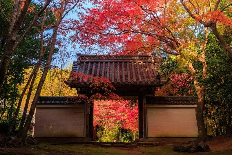 無料壁紙 山門と紅葉。PCとデスクトップ壁紙に最適な4K高画質の無料壁紙。三重県津市の円光寺で撮影したフリー写真素材