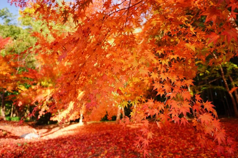 無料壁紙 しだれ紅葉のグラデーション。PCとデスクトップ壁紙に最適な4K高画質の無料壁紙。三重県津市の円光寺で撮影したフリー写真素材