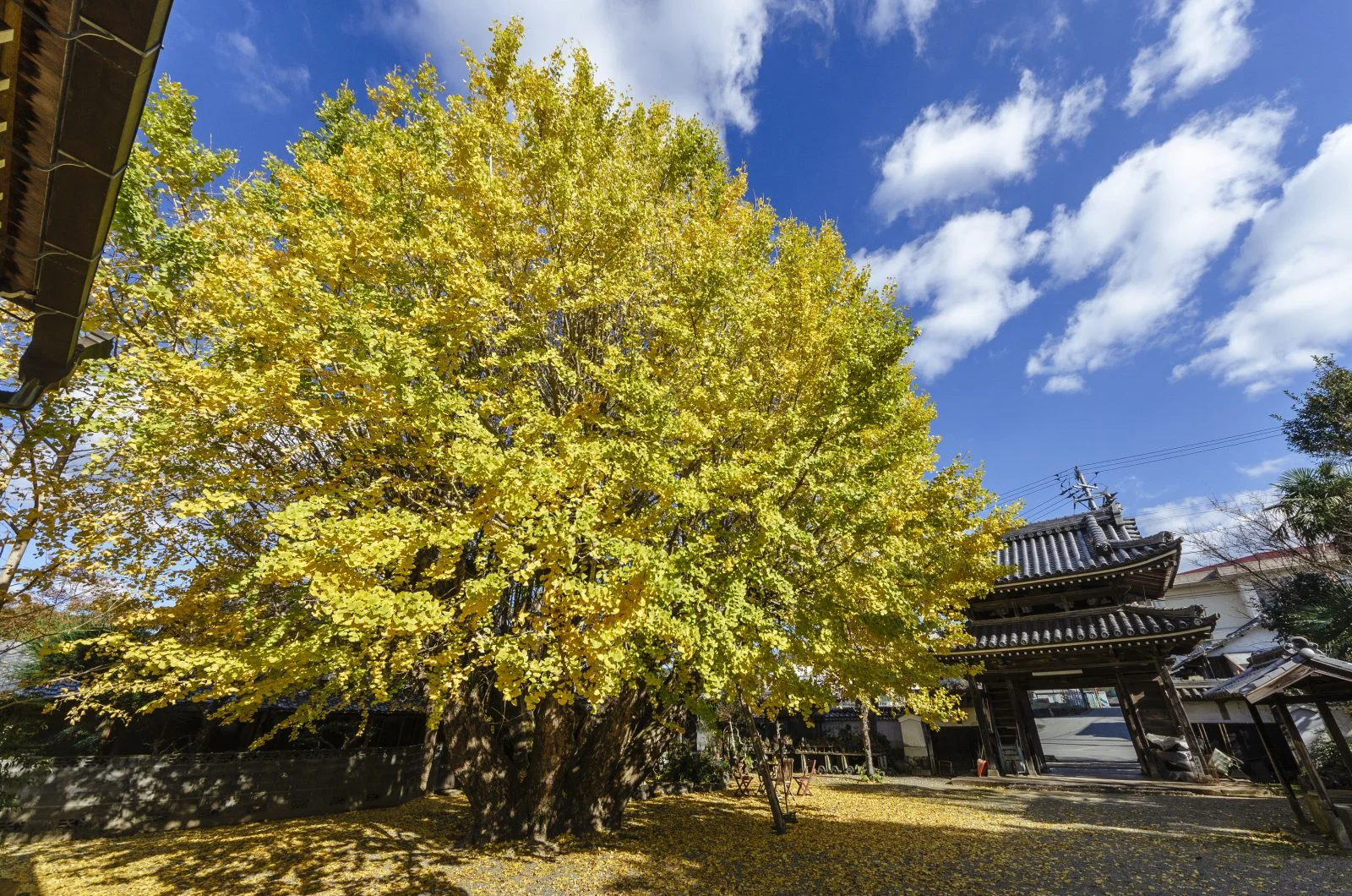無料壁紙 本楽寺のイチョウ。PCとデスクトップ壁紙に最適な4K高画質の無料壁紙。三重県多気町の本楽寺の銀杏で撮影したフリー写真素材