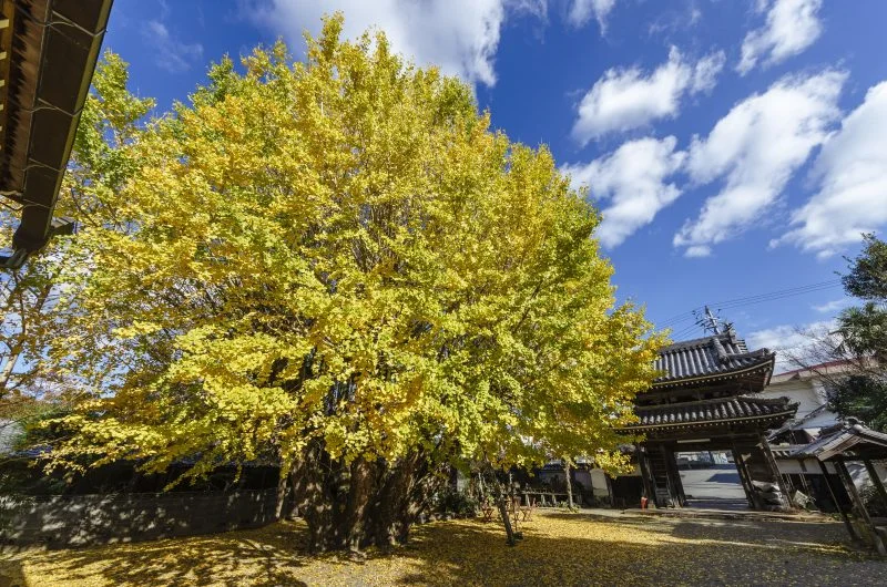無料壁紙 本楽寺のイチョウ。PCとデスクトップ壁紙に最適な4K高画質の無料壁紙。三重県多気町の本楽寺の銀杏で撮影したフリー写真素材