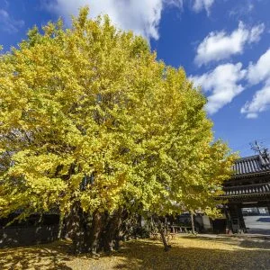 無料壁紙 本楽寺のイチョウ。PCとデスクトップ壁紙に最適な4K高画質の無料壁紙。三重県多気町の本楽寺の銀杏で撮影したフリー写真素材