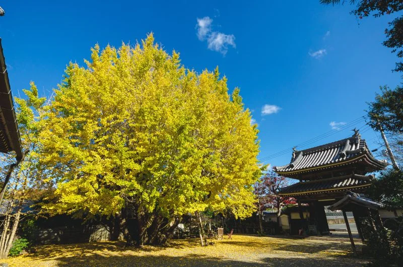 無料壁紙 樹齢４６０年の銀杏。PCとデスクトップ壁紙に最適な4K高画質の無料壁紙。三重県多気町の本楽寺の銀杏で撮影したフリー写真素材