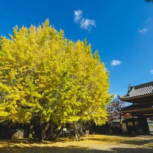 本楽寺の銀杏のフリー素材・壁紙