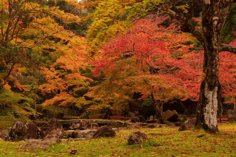 無料壁紙 秋色の庭園。PCとデスクトップ壁紙に最適な4K高画質の無料壁紙。三重県津市の北畠神社で撮影したフリー写真素材