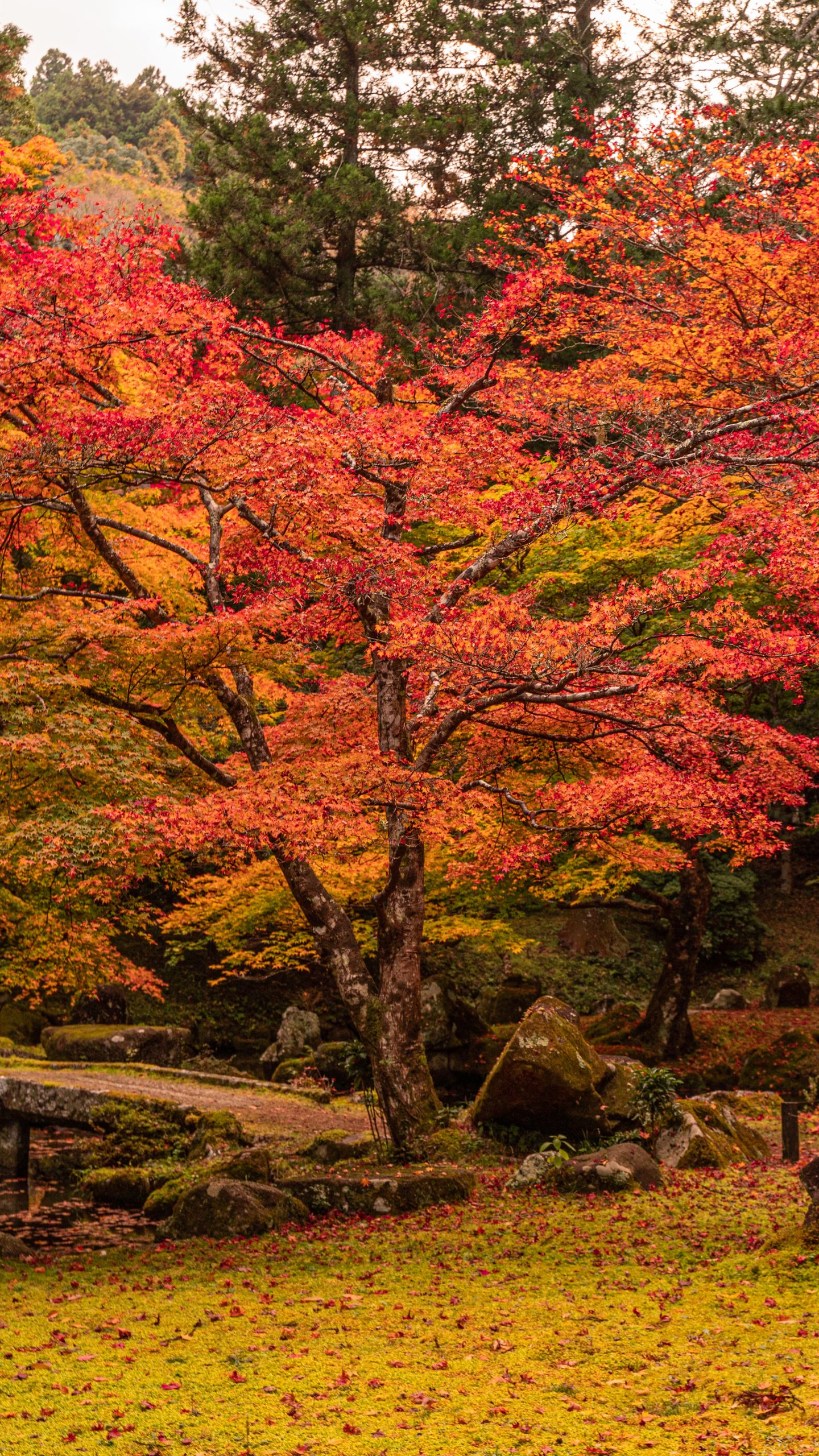 紅葉の庭園(三重県津市・北畠神社)