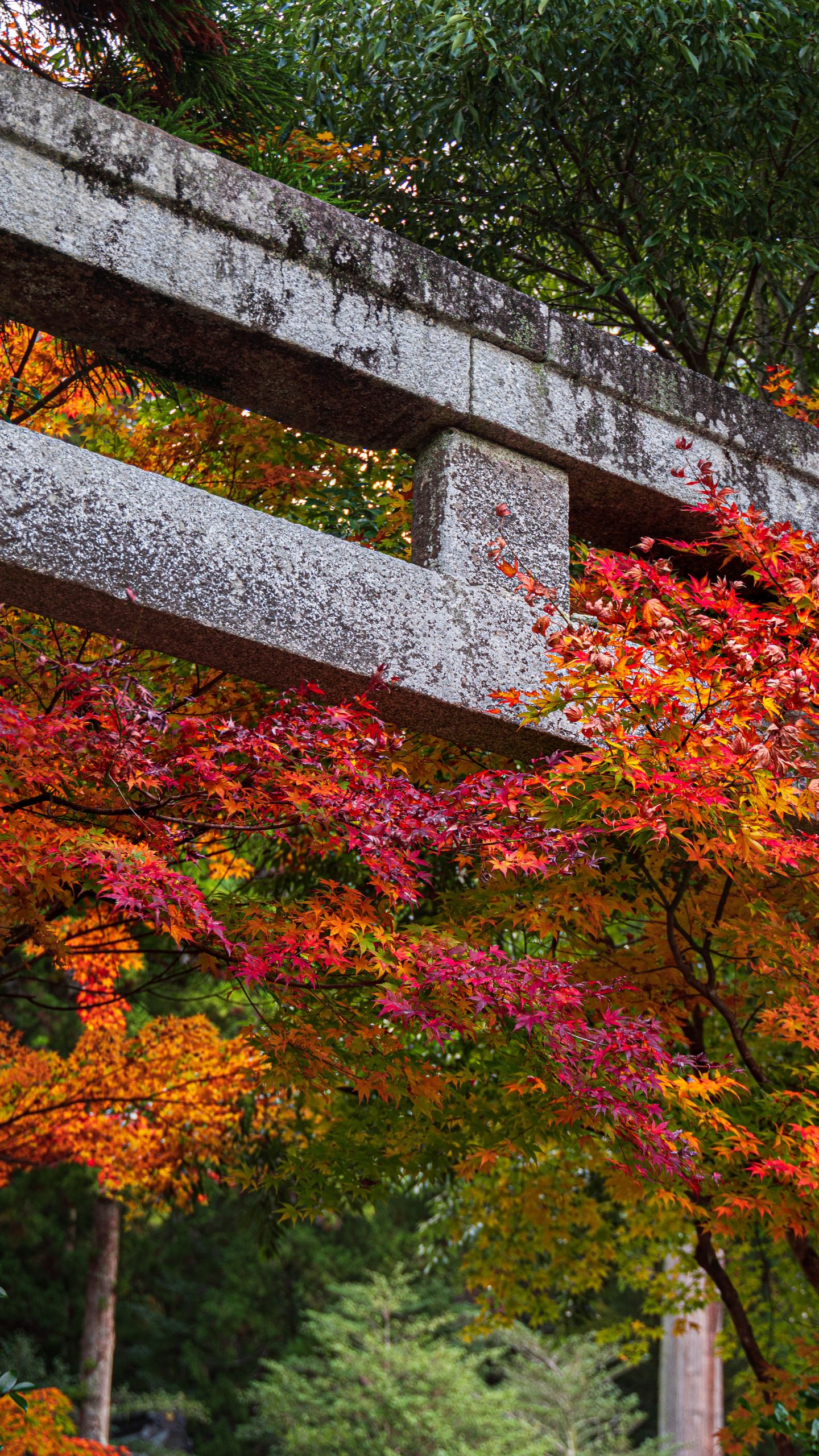 鳥居の先は紅葉(三重県津市・北畠神社)