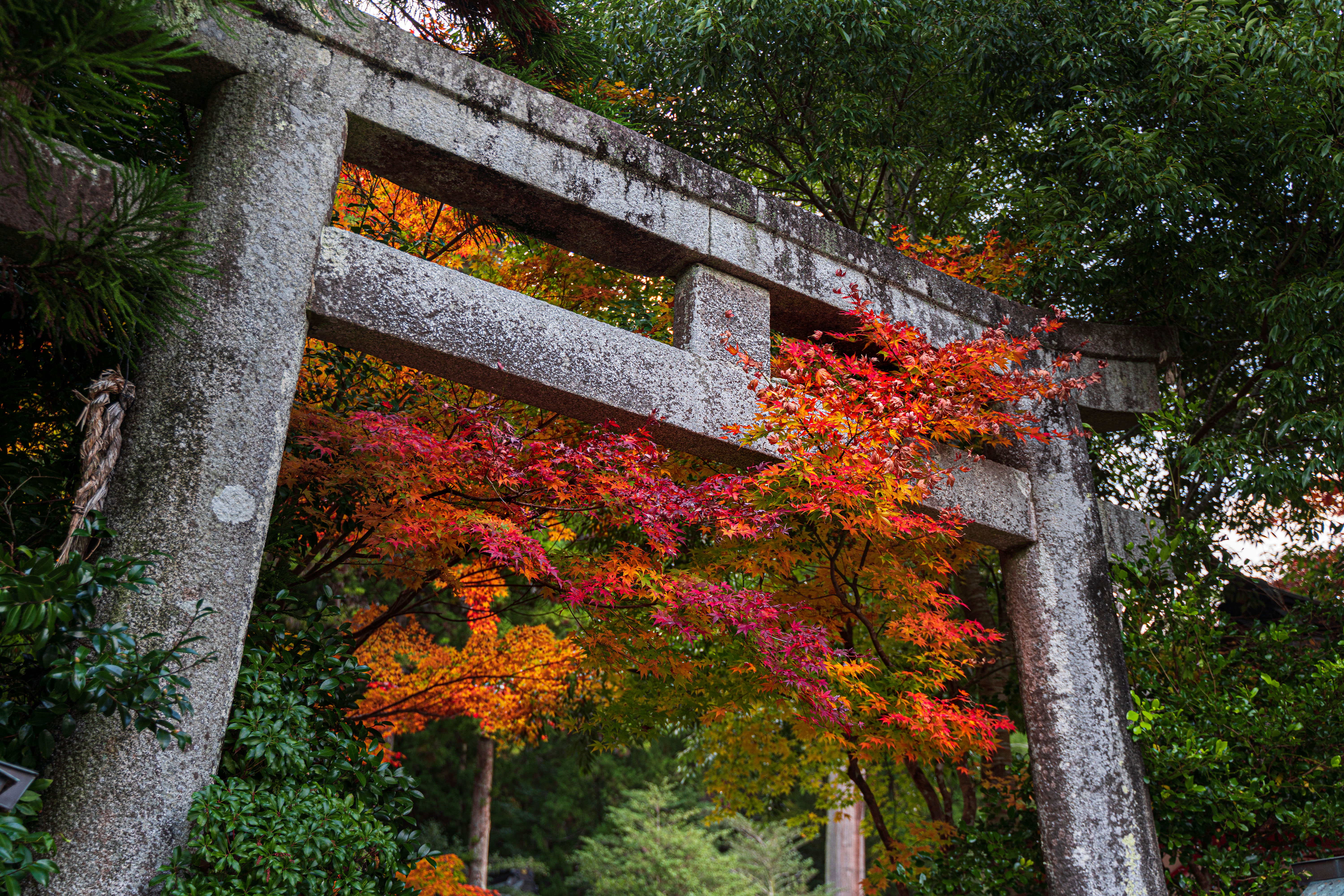 無料壁紙 鳥居の先は紅葉。PCとデスクトップ壁紙に最適な4K高画質の無料壁紙。三重県津市の北畠神社で撮影したフリー写真素材