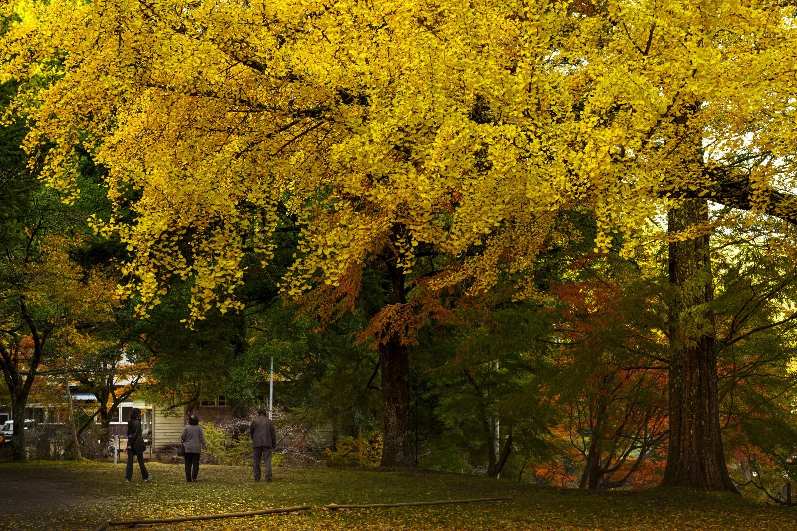 無料壁紙 黄金に輝くイチョウ。PCとデスクトップ壁紙に最適な4K高画質の無料壁紙。三重県津市の北畠神社で撮影したフリー写真素材