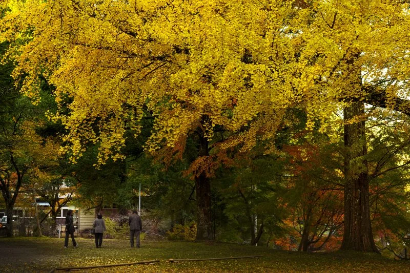 無料壁紙 黄金に輝くイチョウ。PCとデスクトップ壁紙に最適な4K高画質の無料壁紙。三重県津市の北畠神社で撮影したフリー写真素材