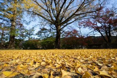 無料壁紙 イチョウのじゅうたん。PCとデスクトップ壁紙に最適な4K高画質の無料壁紙。三重県津市の北畠神社で撮影したフリー写真素材