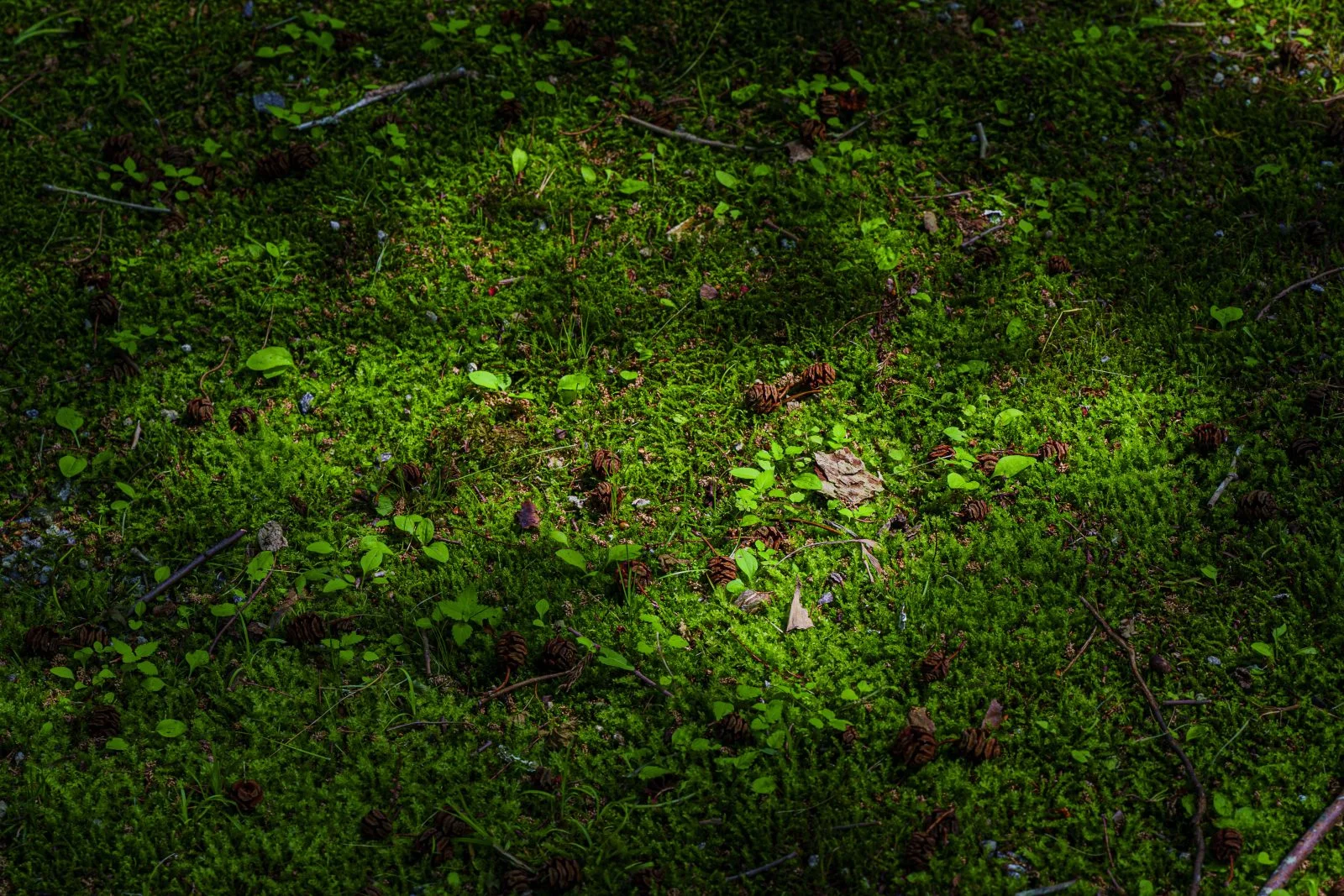 無料壁紙 木漏れ日と苔。PCとデスクトップ壁紙に最適な4K高画質の無料壁紙。三重県津市の北畠神社で撮影したフリー写真素材